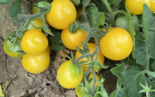 植识Vol.001：适合家庭阳台种植的小番茄品种：京研盆栽系列矮生小番茄