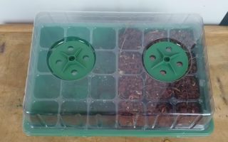 植识Vol.003：光照直接影响小番茄种子萌发