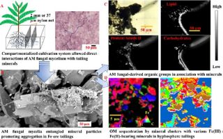 ES&T丨丛枝菌根真菌驱动铁矿尾矿中有机质结合：利用同步辐射的FTIR和STXM-NEXAFS在亚微米尺度揭示微观结构