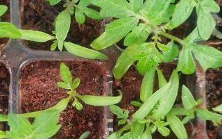 植务Vol.008编号250301小番茄进入营养生长期