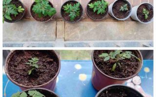 植务Vol.012矮生小番茄移栽