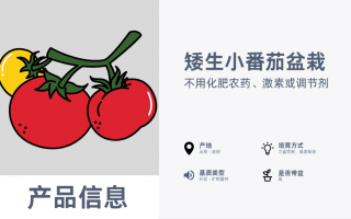 矮生小番茄盆栽