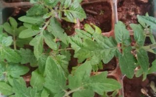 植务Vol.011编号250301小番茄生长迅速