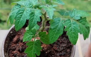 植识Vol.011自然状态下小番茄种子萌发很难一致