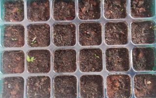 植识Vol.010朴贰育苗基质v0.2