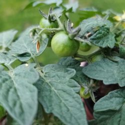 植务Vol.016京研小番茄生长总体良好