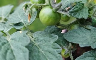 植务Vol.016京研小番茄生长总体良好