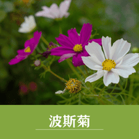 波斯菊