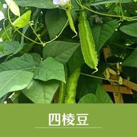四棱豆