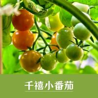 千禧小番茄