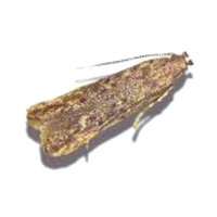 番茄潜叶蛾（Tuta absoluta）