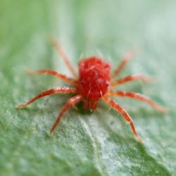 红蜘蛛