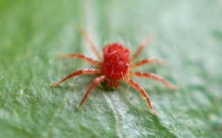 红蜘蛛